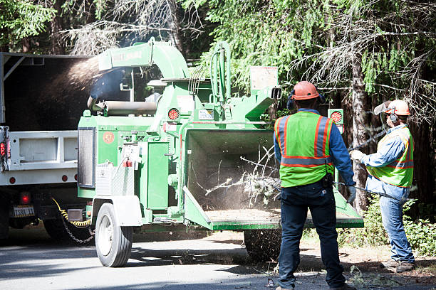 Best Tree Risk Assessment  in Apopka, FL