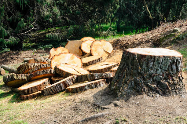 Apopka, FL Tree Removal Services Company